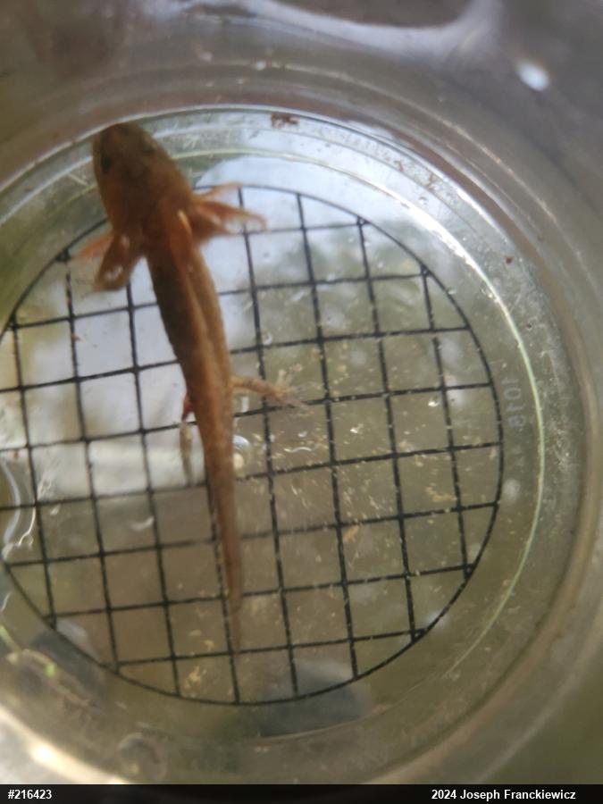 Spotted Salamander