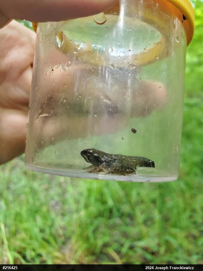 Green Frog