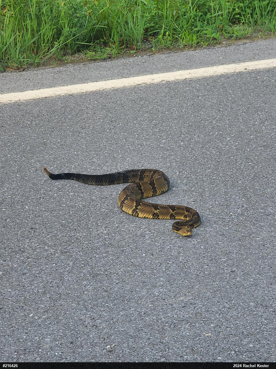 Timber Rattlesnake