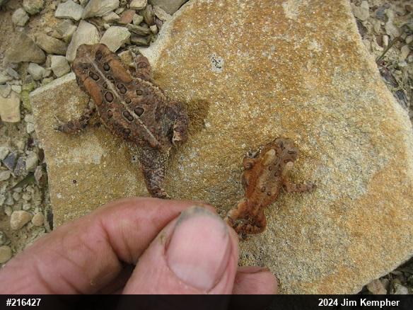Eastern American Toad