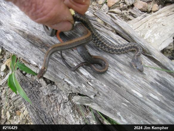 Red-bellied Snake