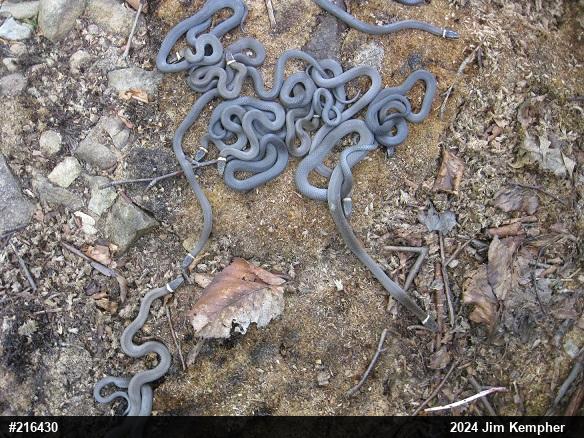 Northern Ring-necked Snake
