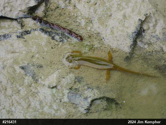 Red-spotted Newt