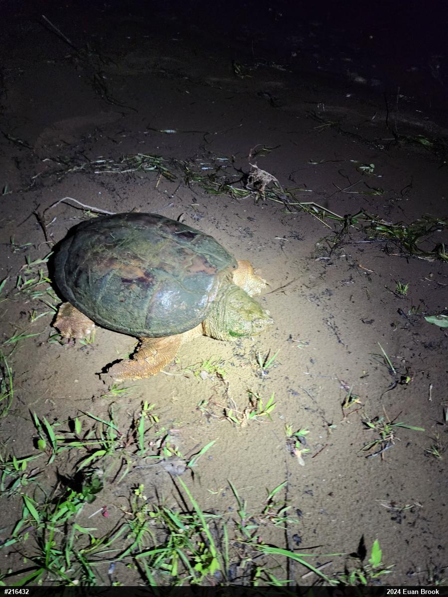 Snapping Turtle