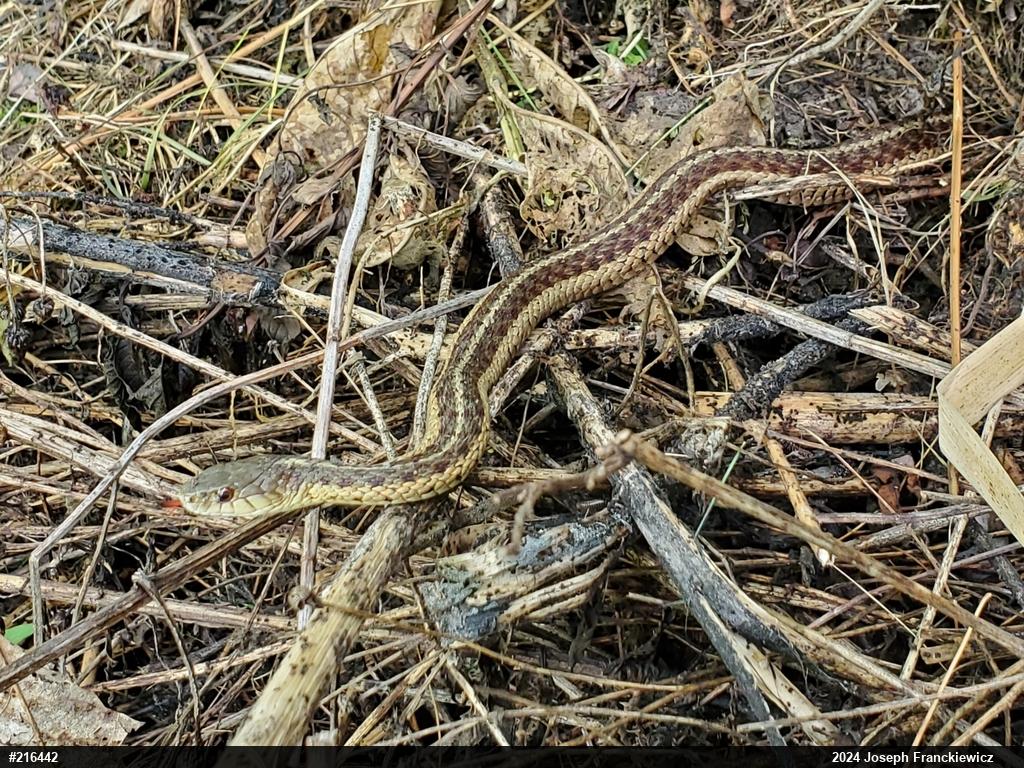 Eastern Gartersnake