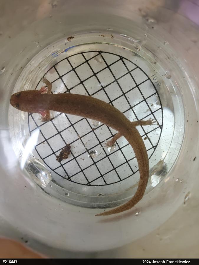 Northern Spring Salamander