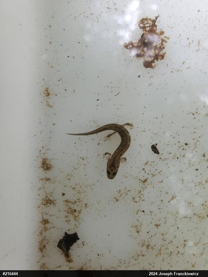 Northern Two-lined Salamander