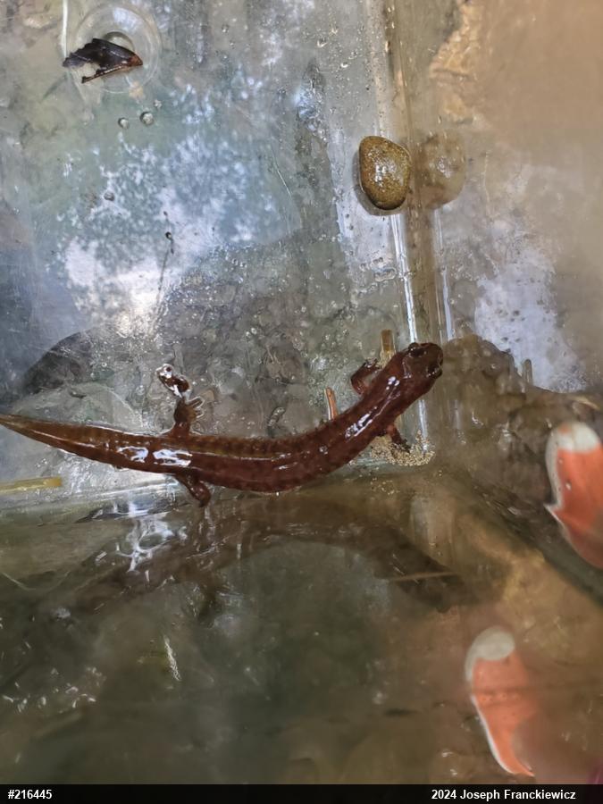 Northern Spring Salamander