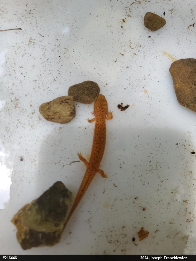 Northern Red Salamander