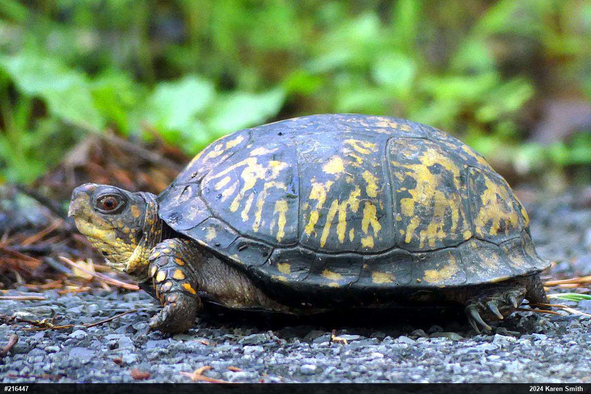 Eastern Box Turtle