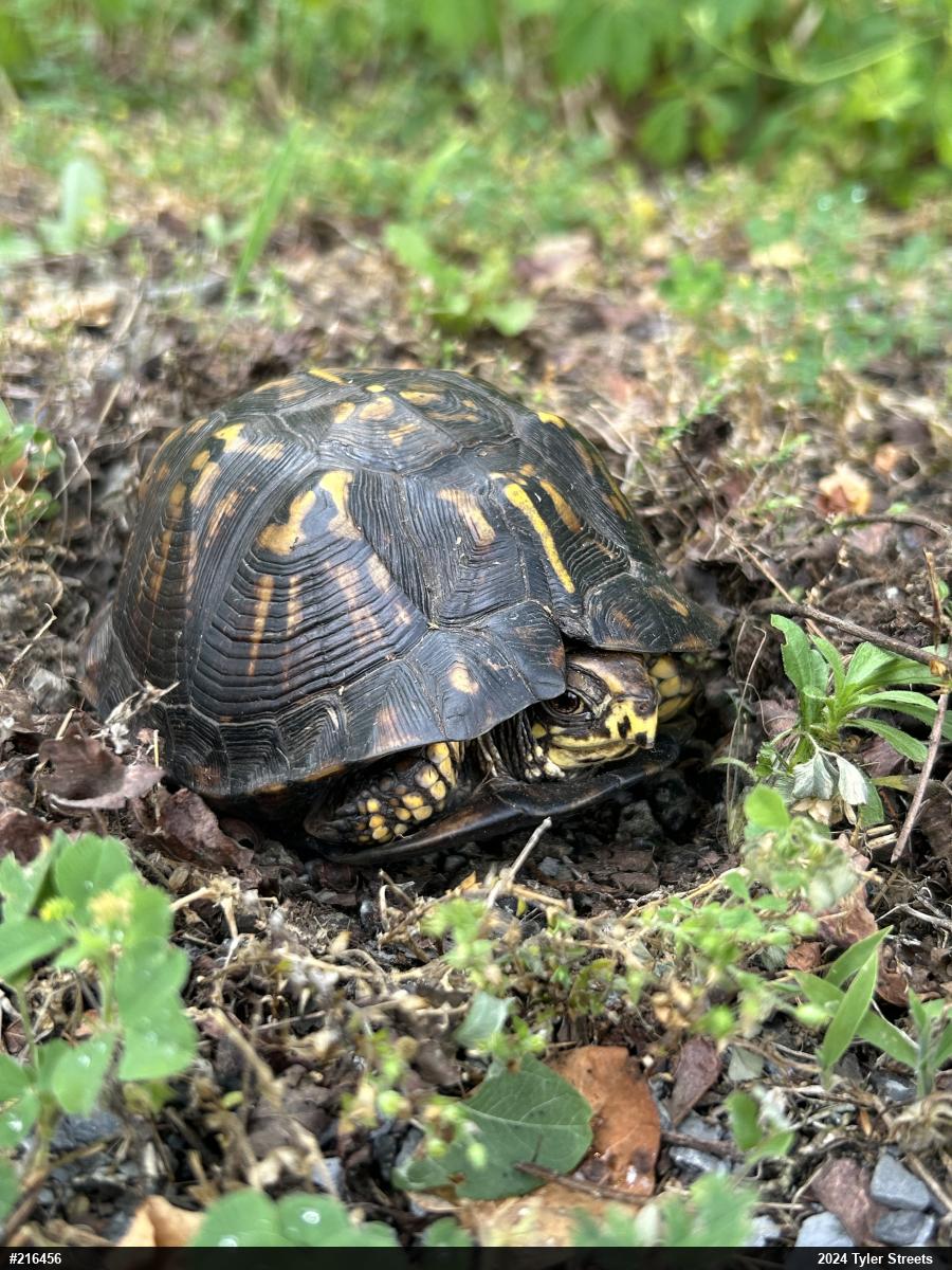 Eastern Box Turtle