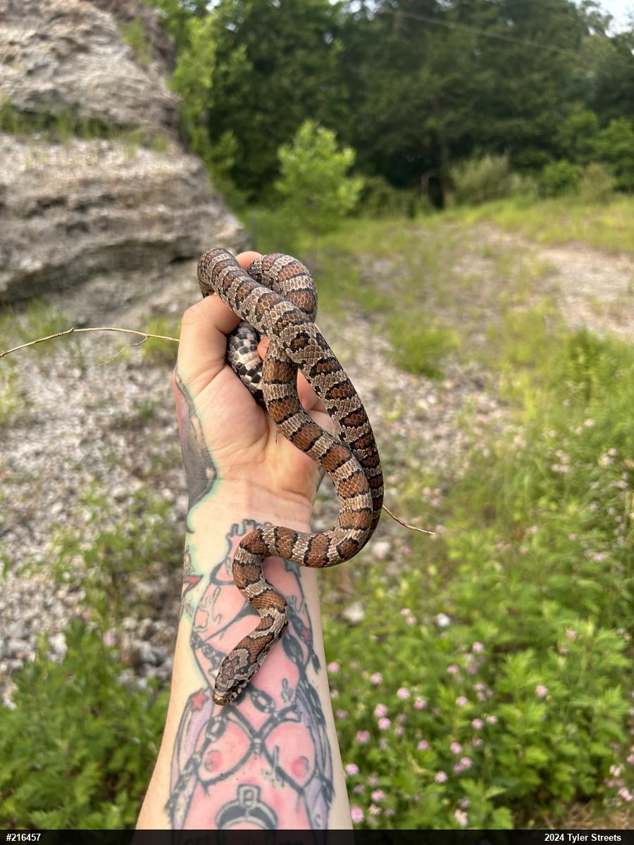 Eastern Milksnake