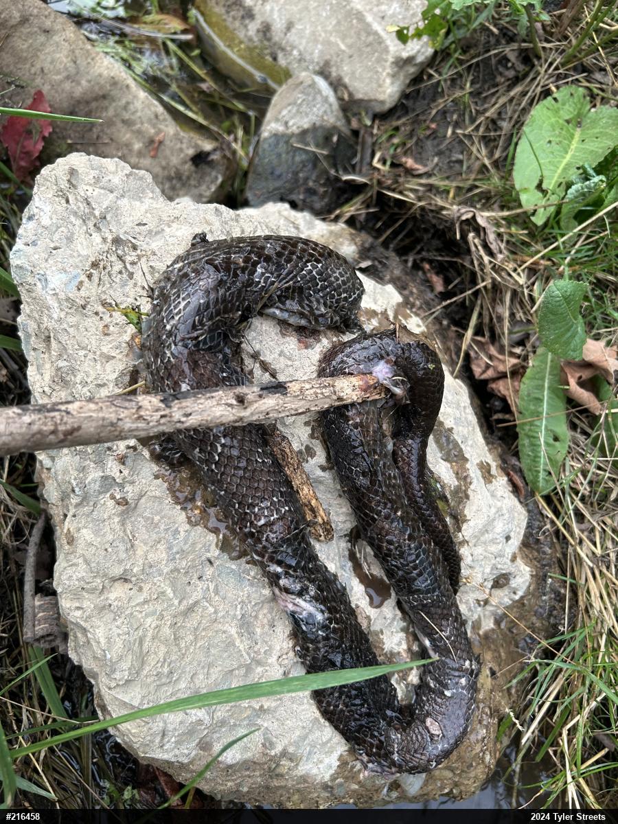 Eastern Ratsnake