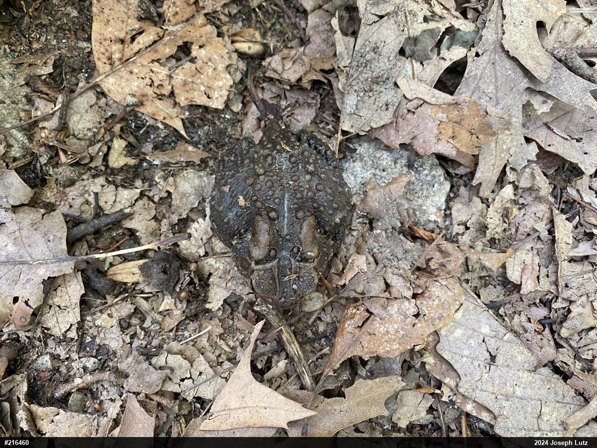 Eastern American Toad