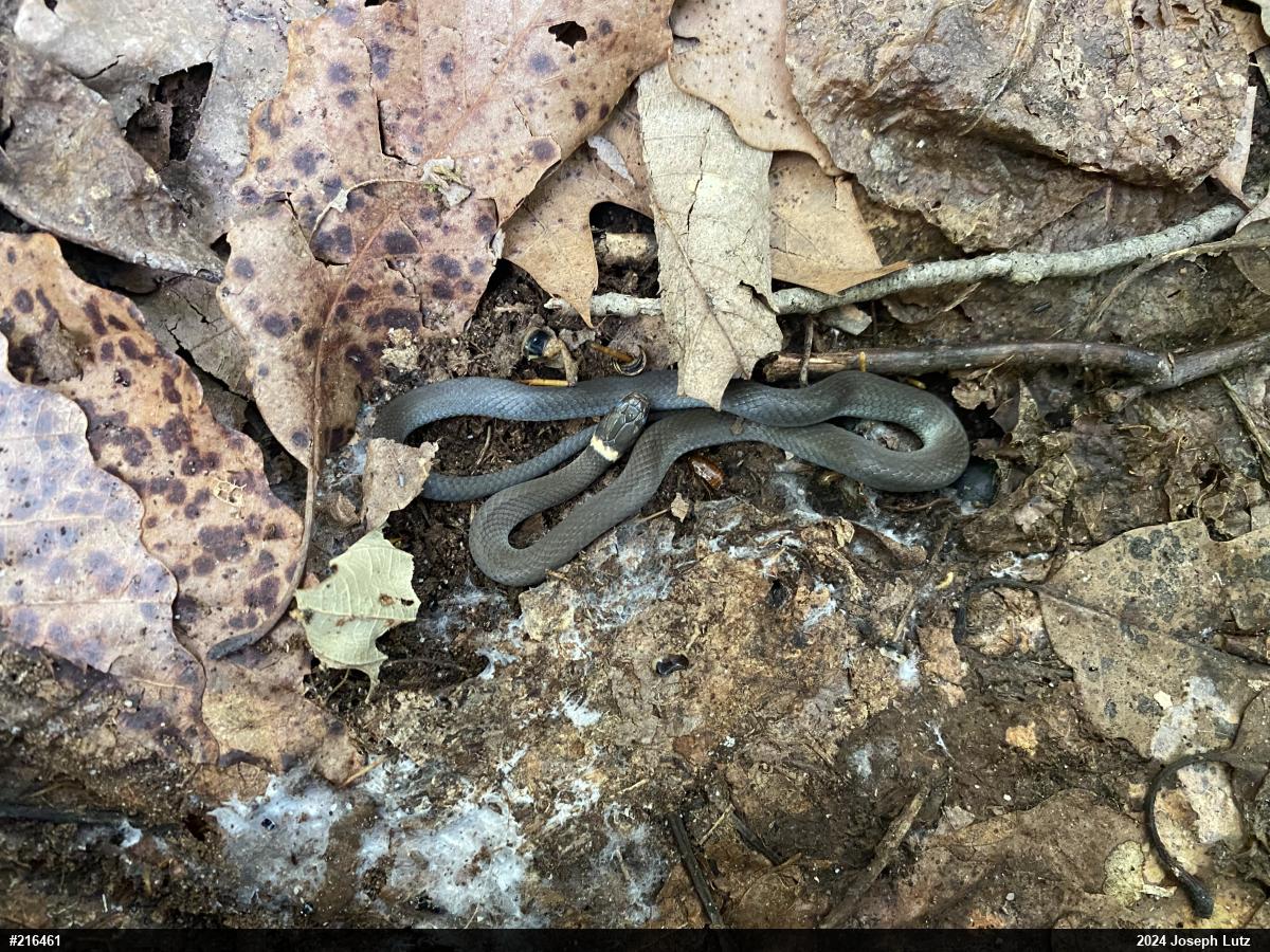 Northern Ring-necked Snake