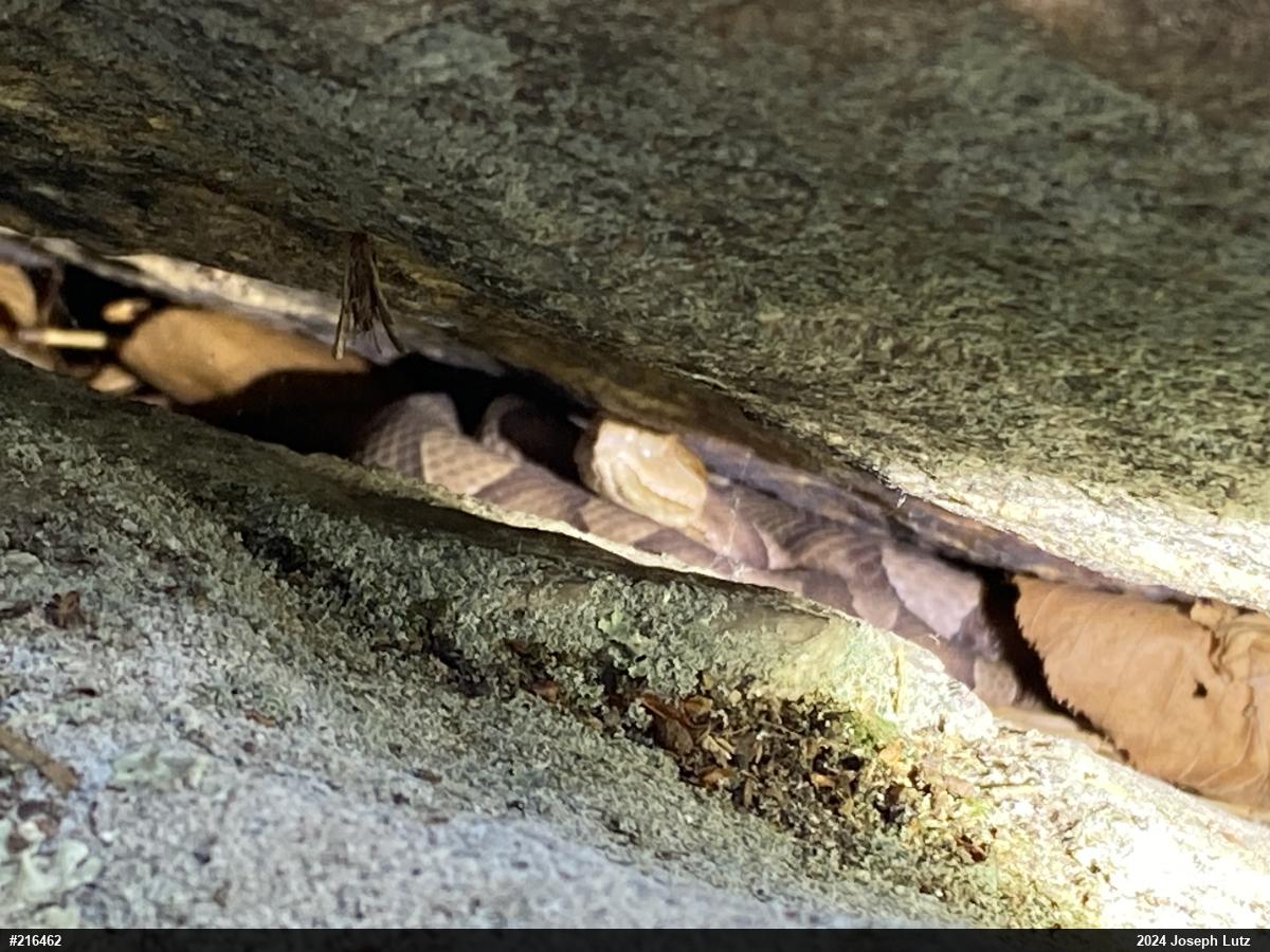 Northern Copperhead