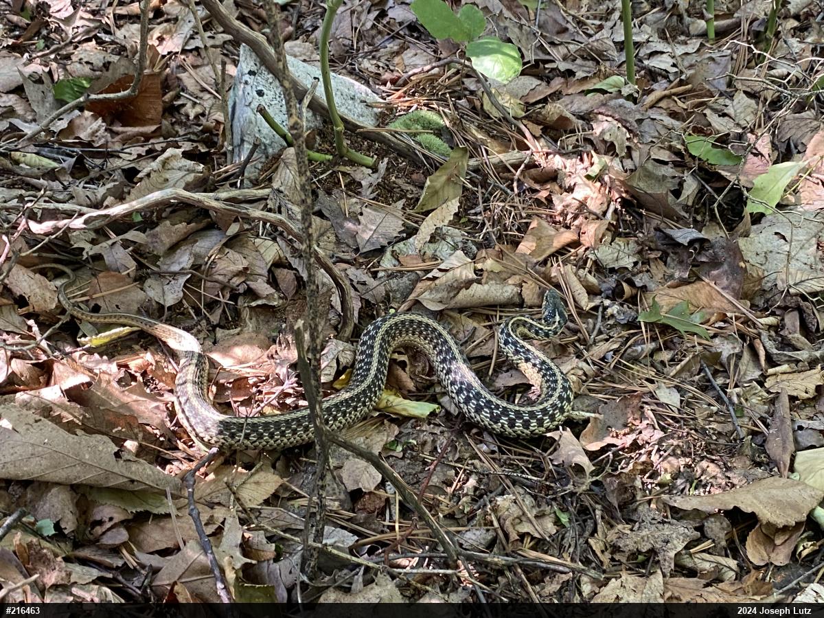Eastern Gartersnake