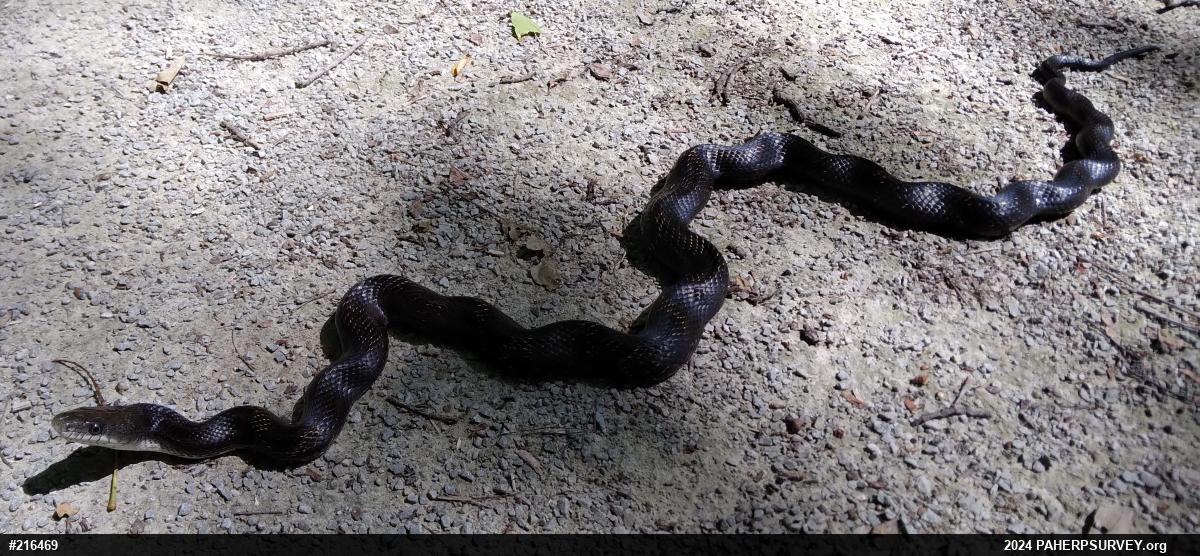 Eastern Ratsnake