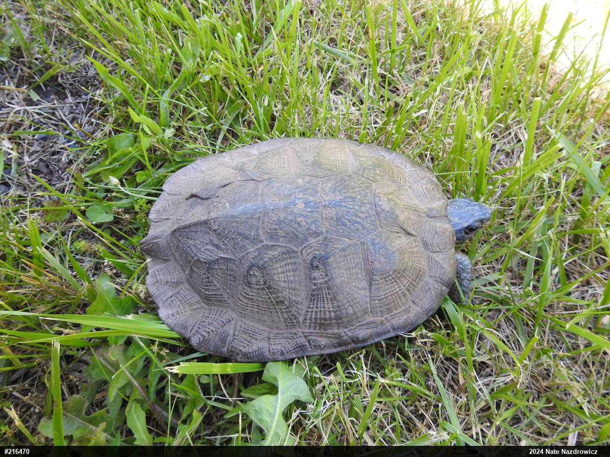 Wood Turtle