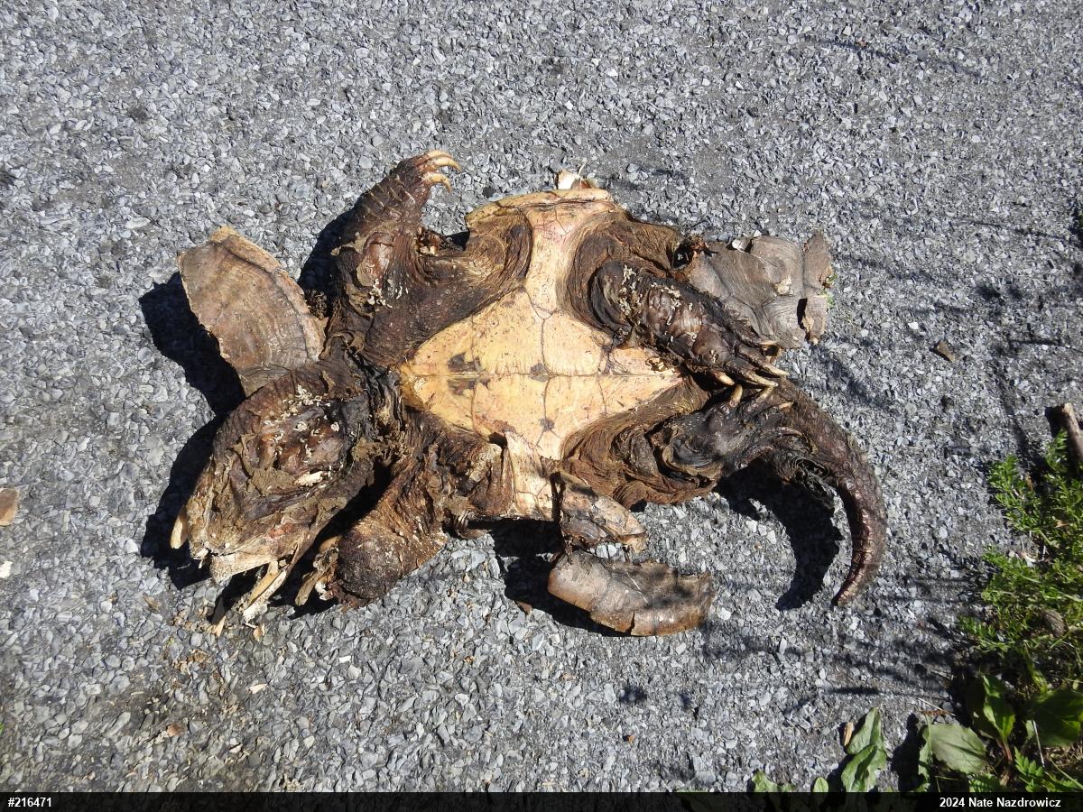 Snapping Turtle