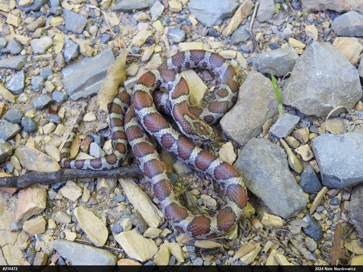 Eastern Milksnake