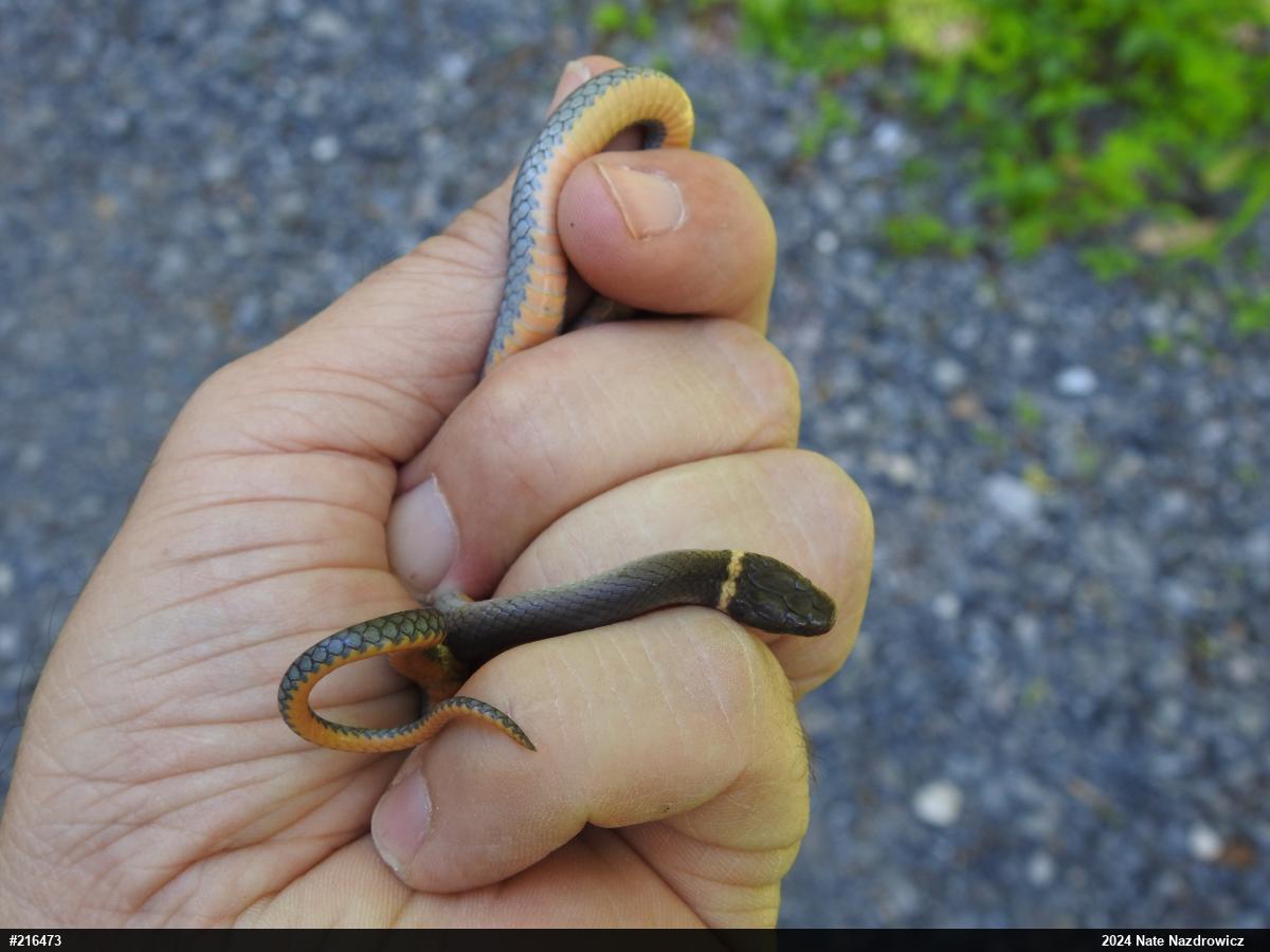 Northern Ring-necked Snake