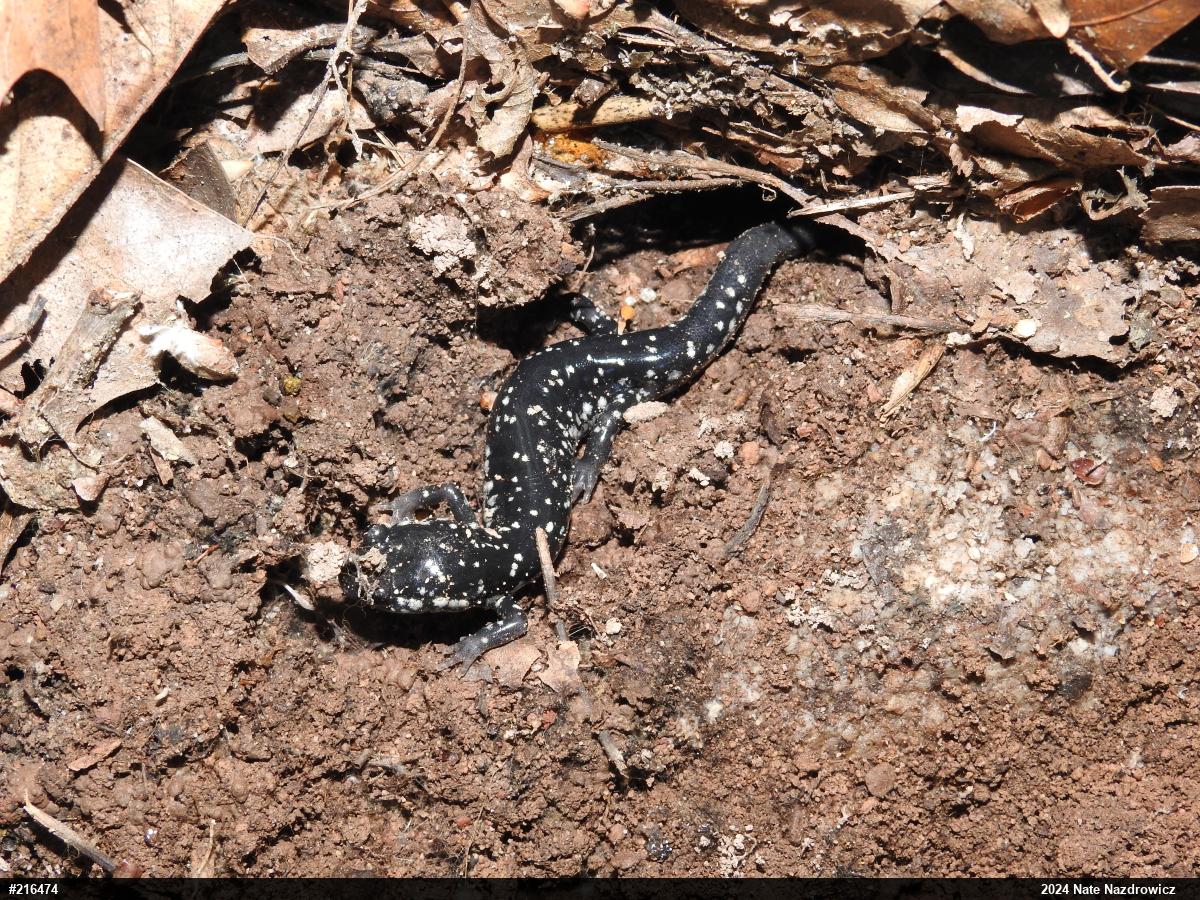Northern Slimy Salamander