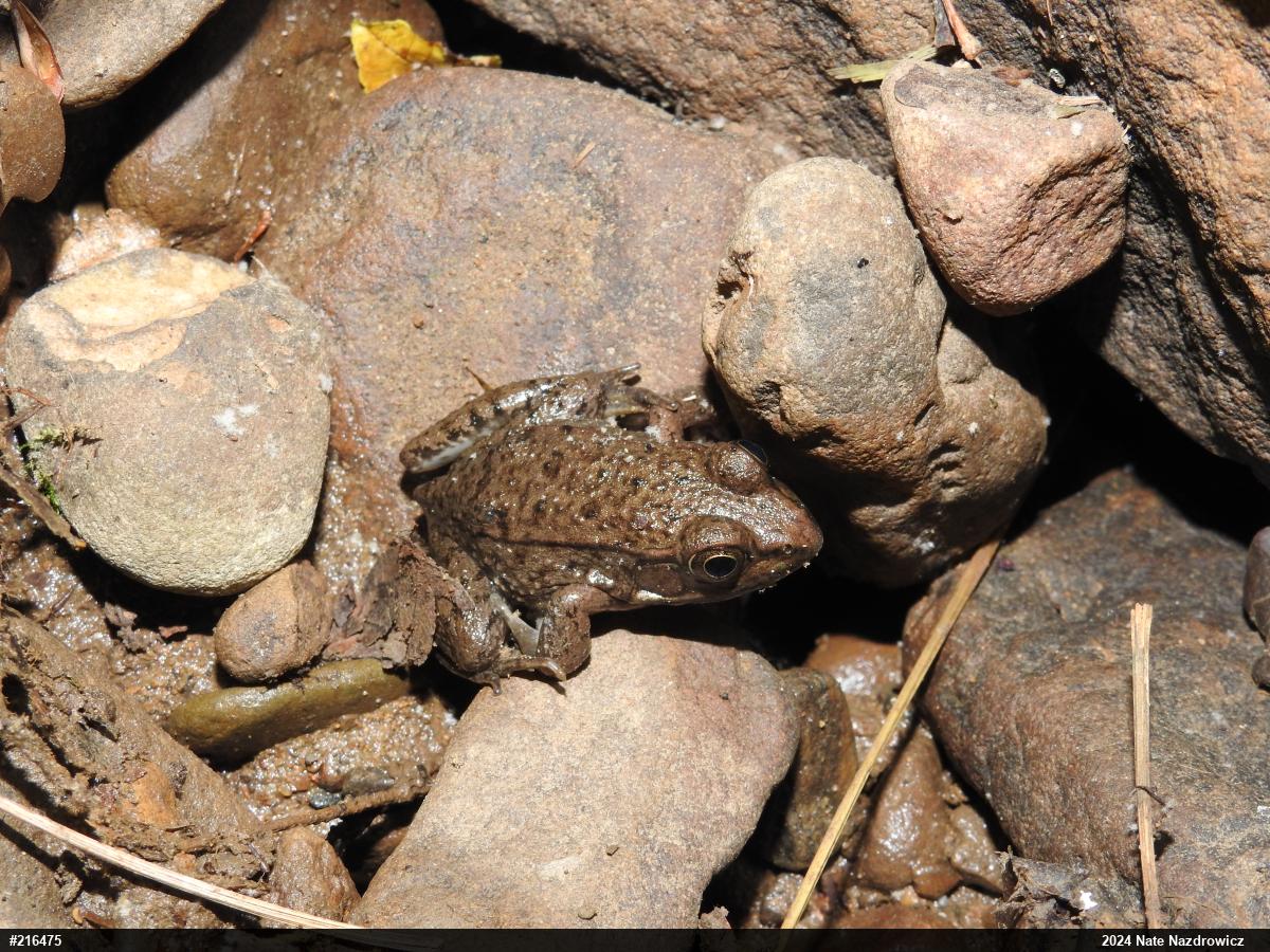 Green Frog