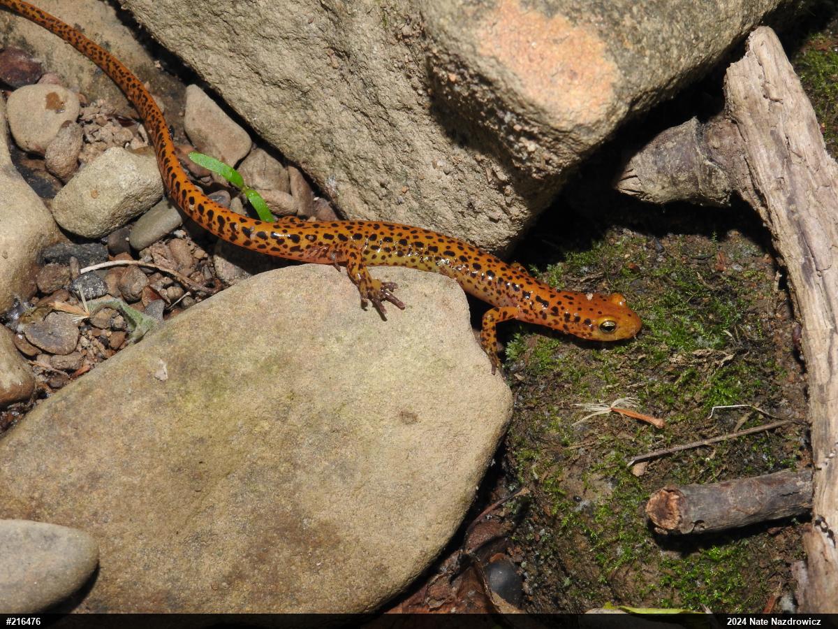 Eastern Long-tailed Salamander