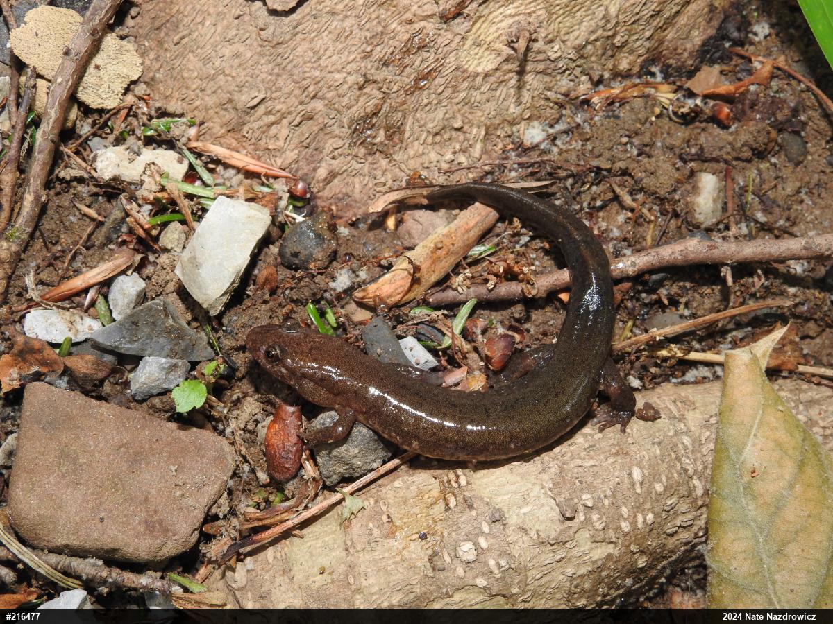 Northern Dusky Salamander