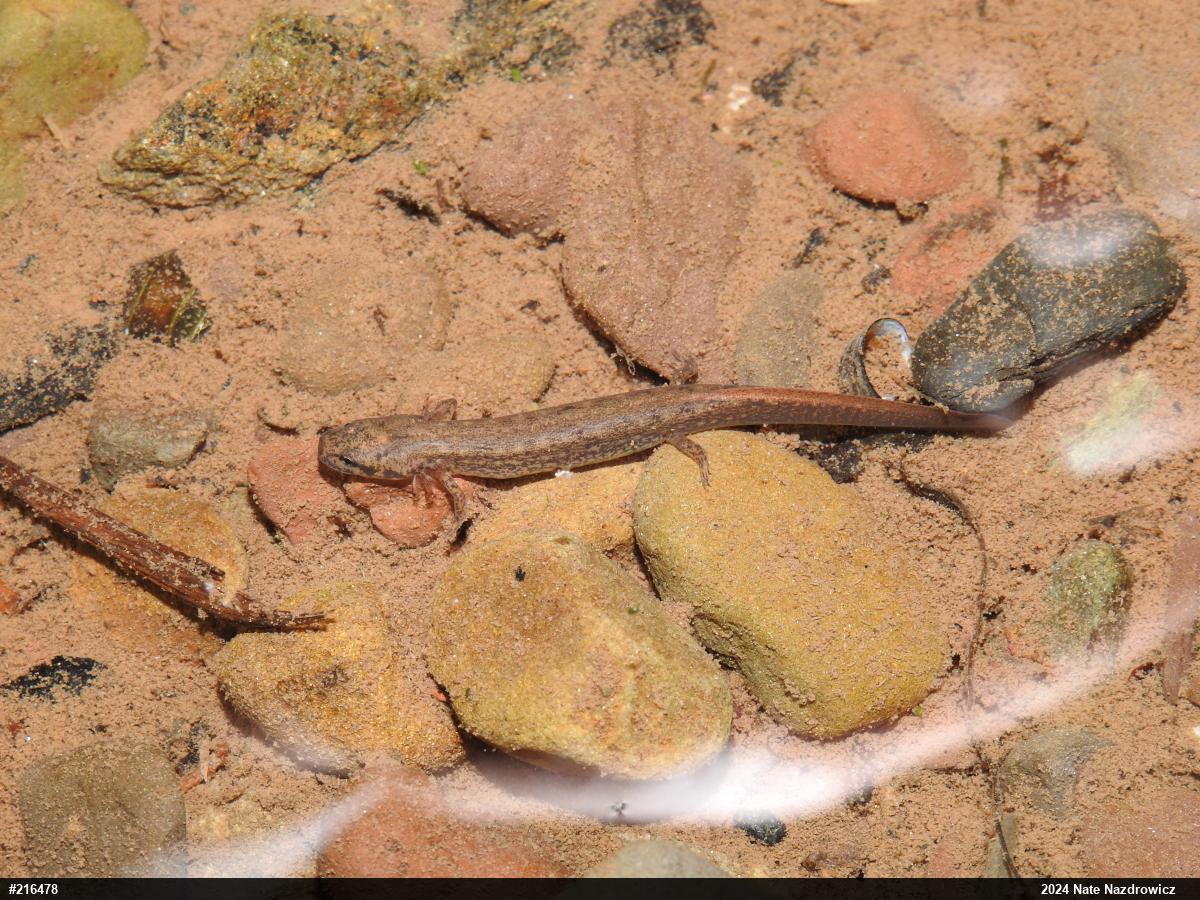 Northern Two-lined Salamander
