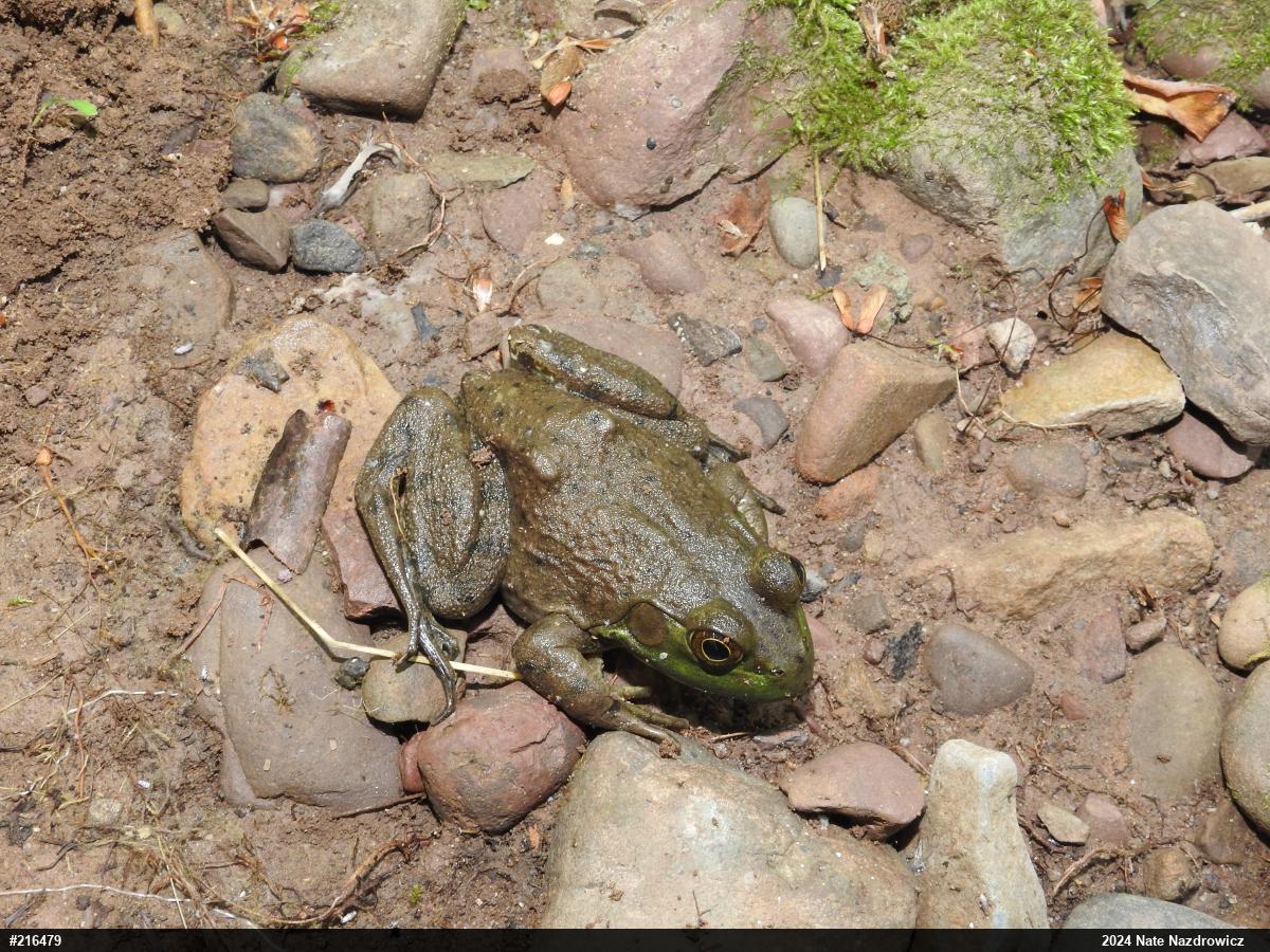 American Bullfrog