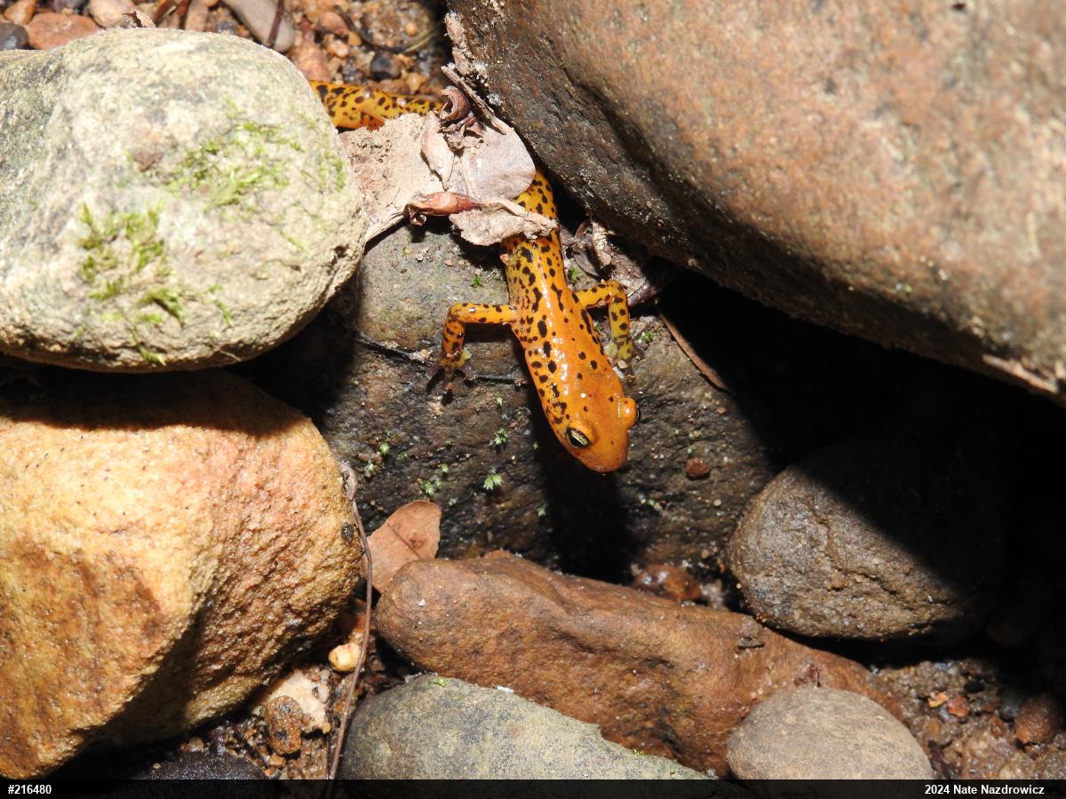 Eastern Long-tailed Salamander
