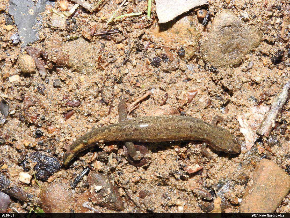 Northern Dusky Salamander