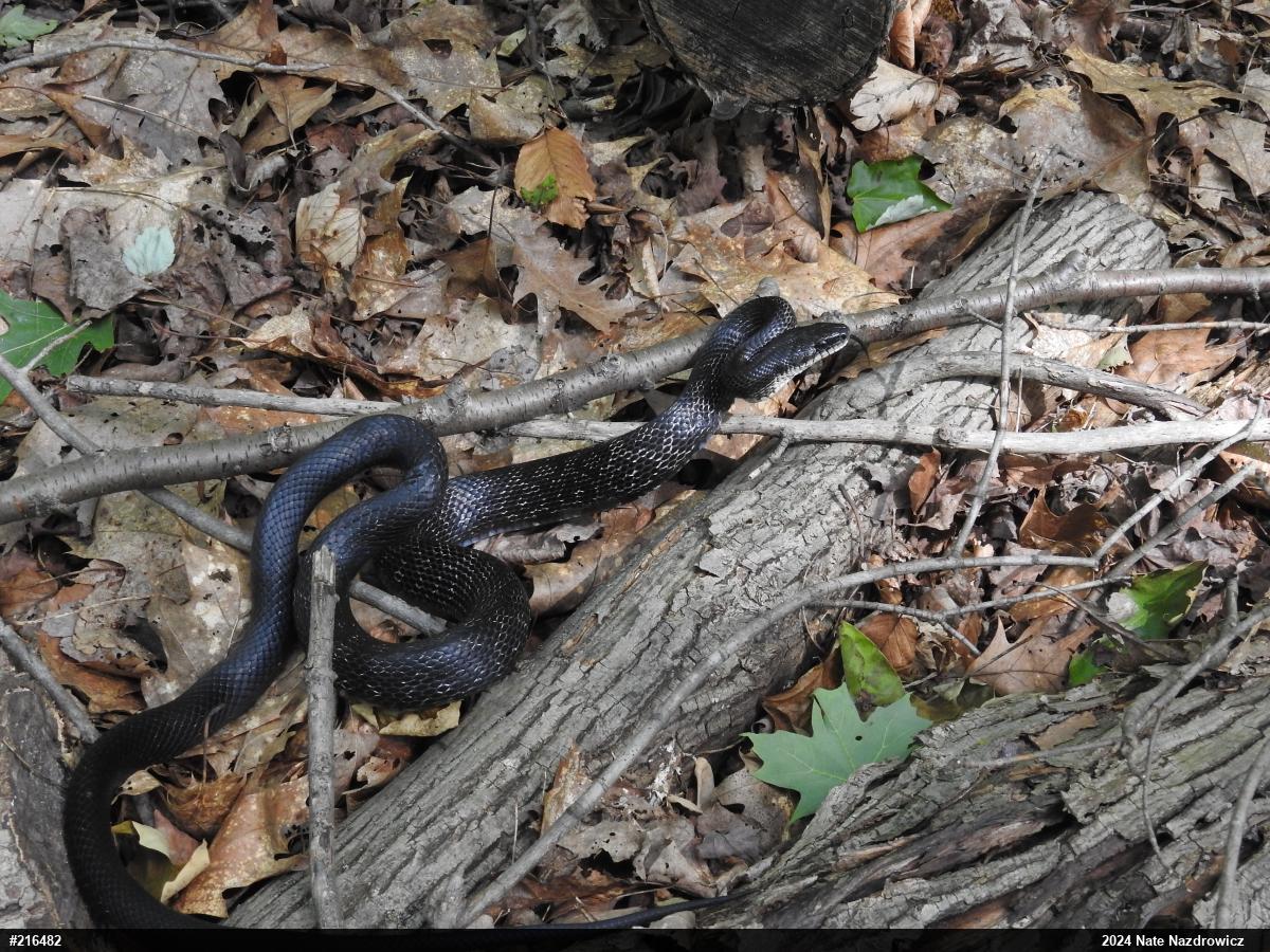 Eastern Ratsnake