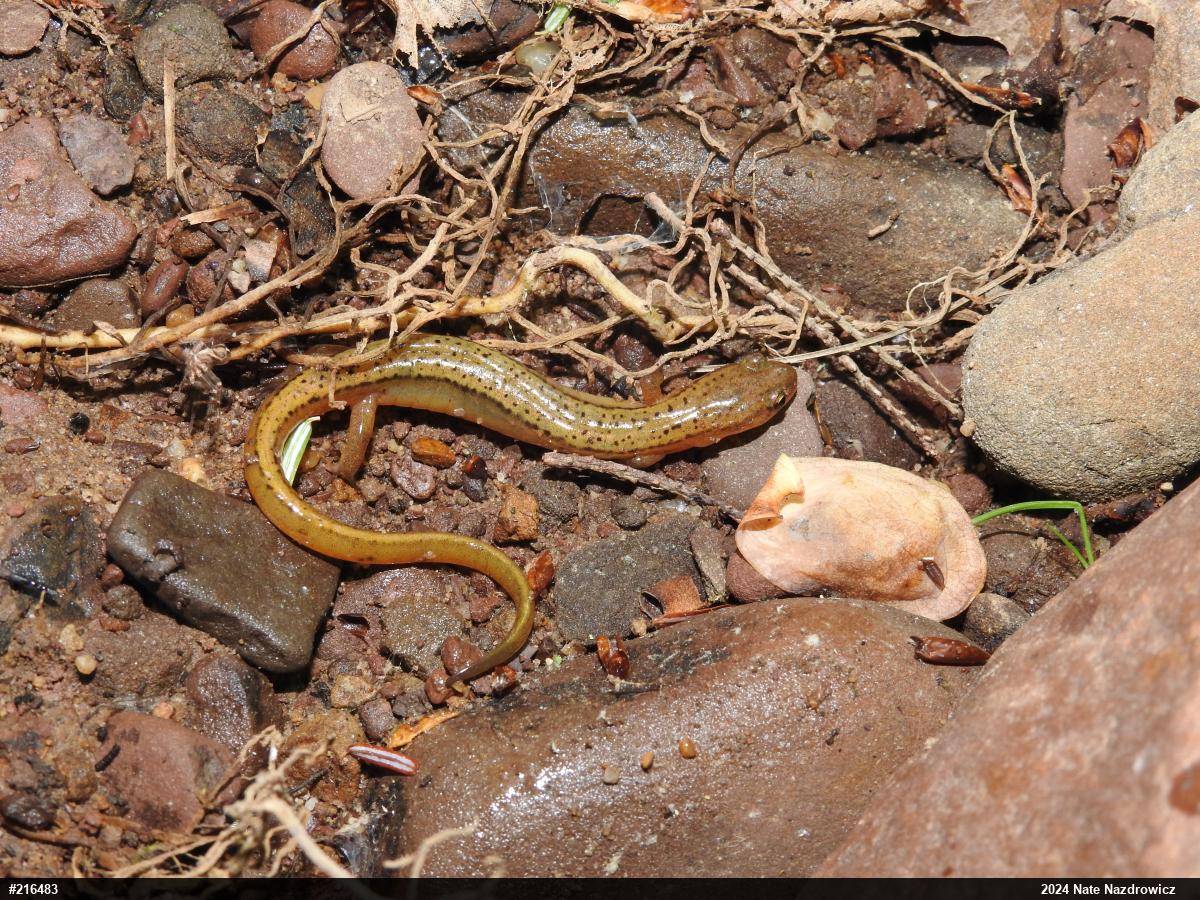 Northern Two-lined Salamander