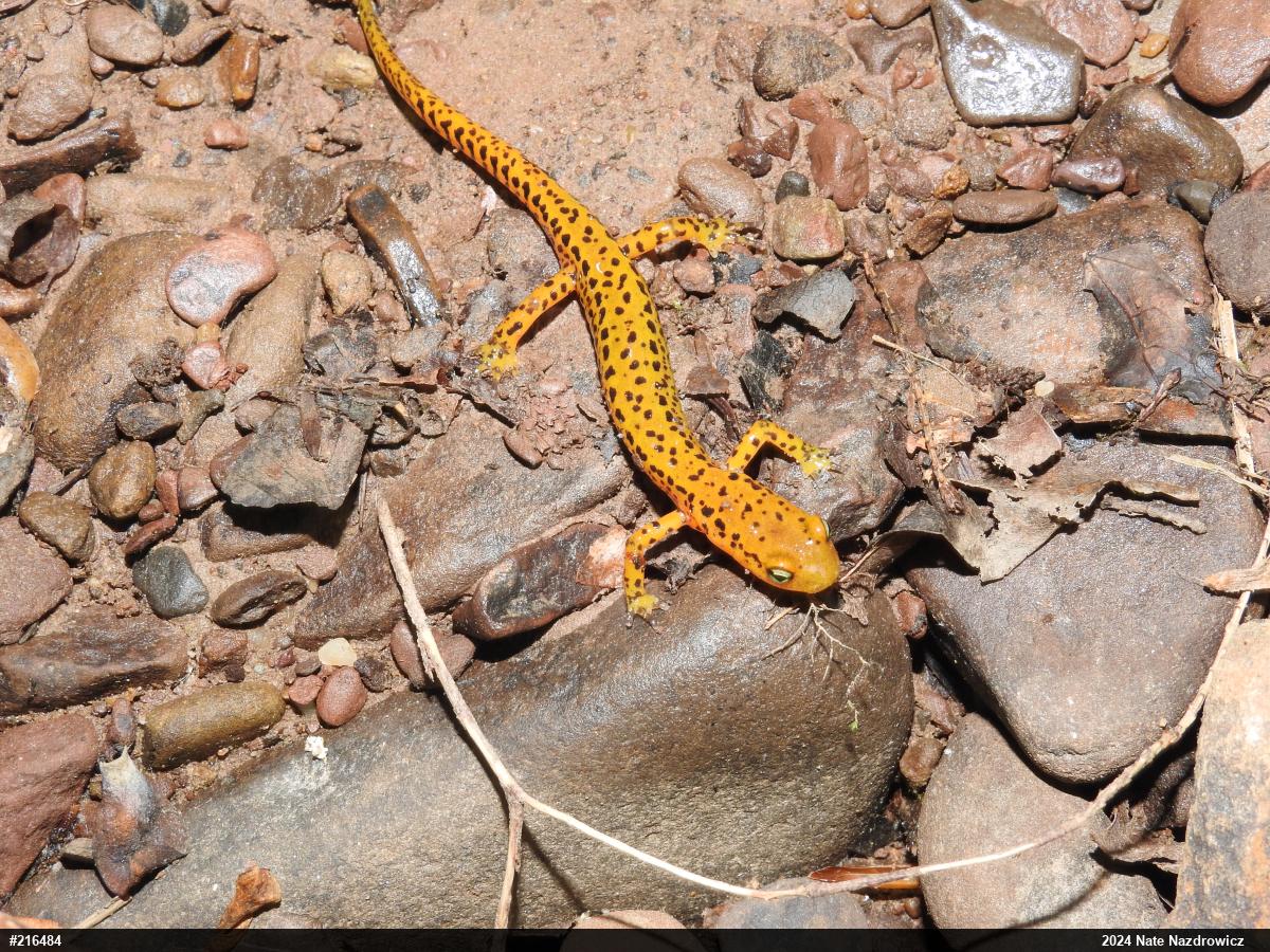 Eastern Long-tailed Salamander