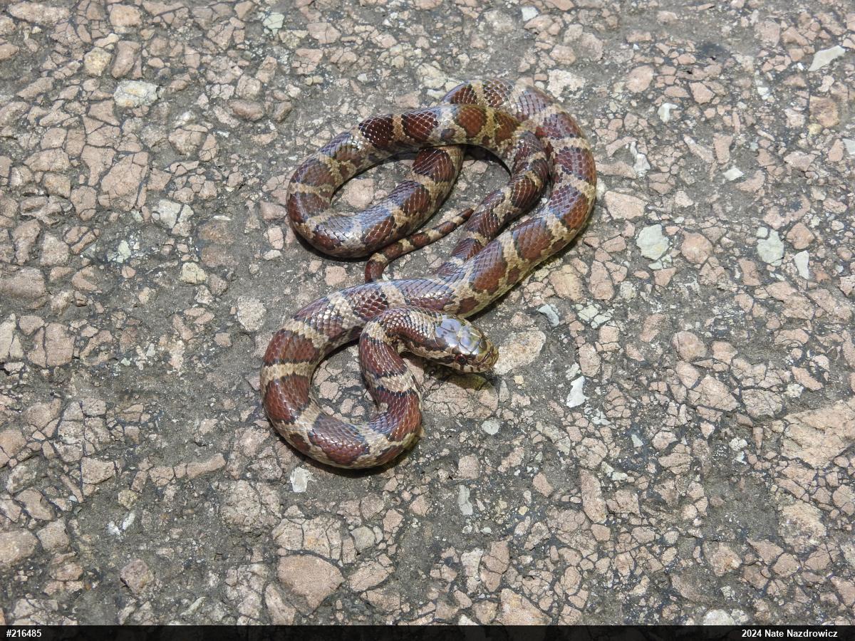 Eastern Milksnake