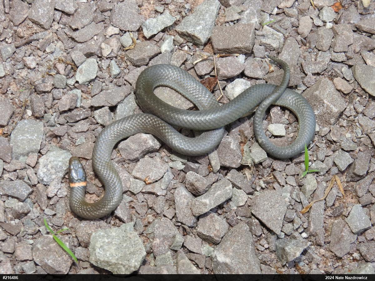 Northern Ring-necked Snake