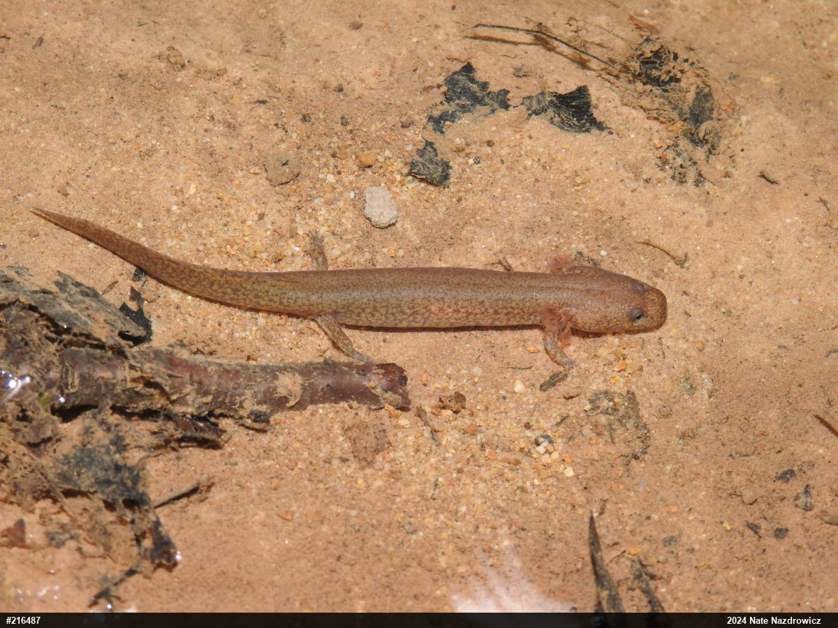 Northern Spring Salamander