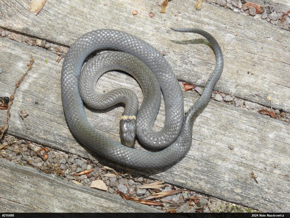 Northern Ring-necked Snake