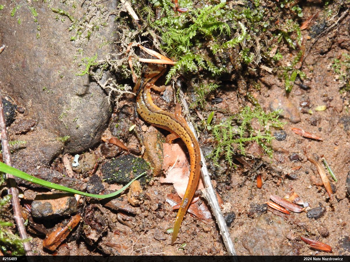 Northern Two-lined Salamander