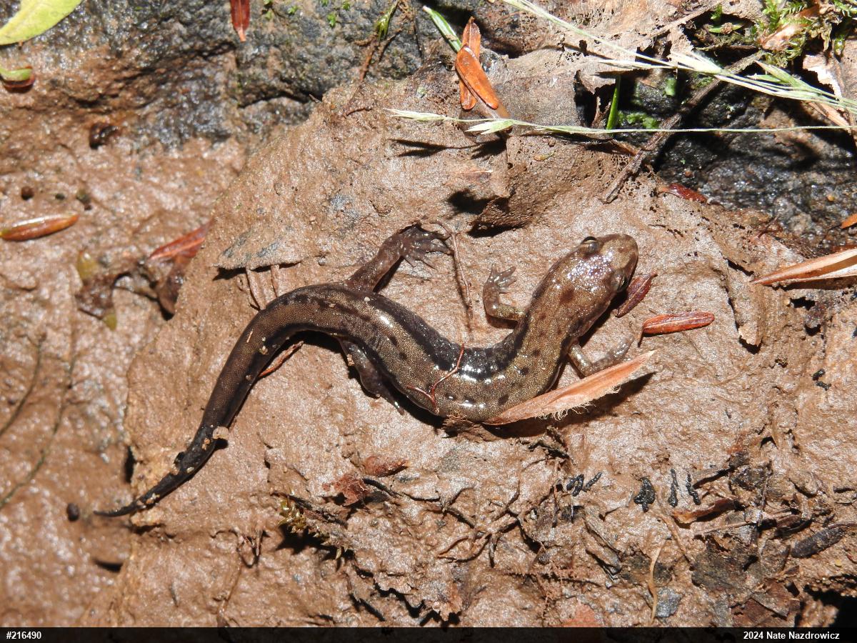 Allegheny Mountain Dusky Salamander