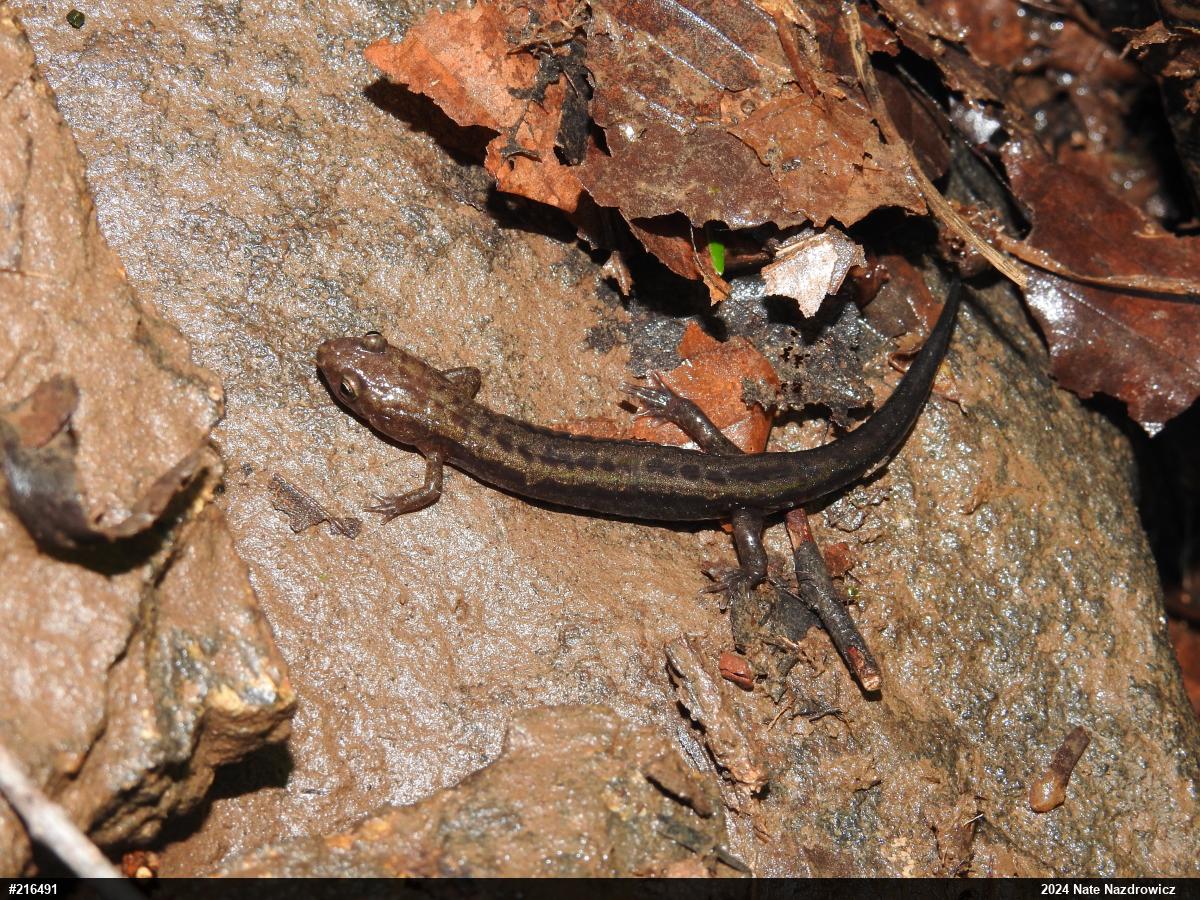 Allegheny Mountain Dusky Salamander