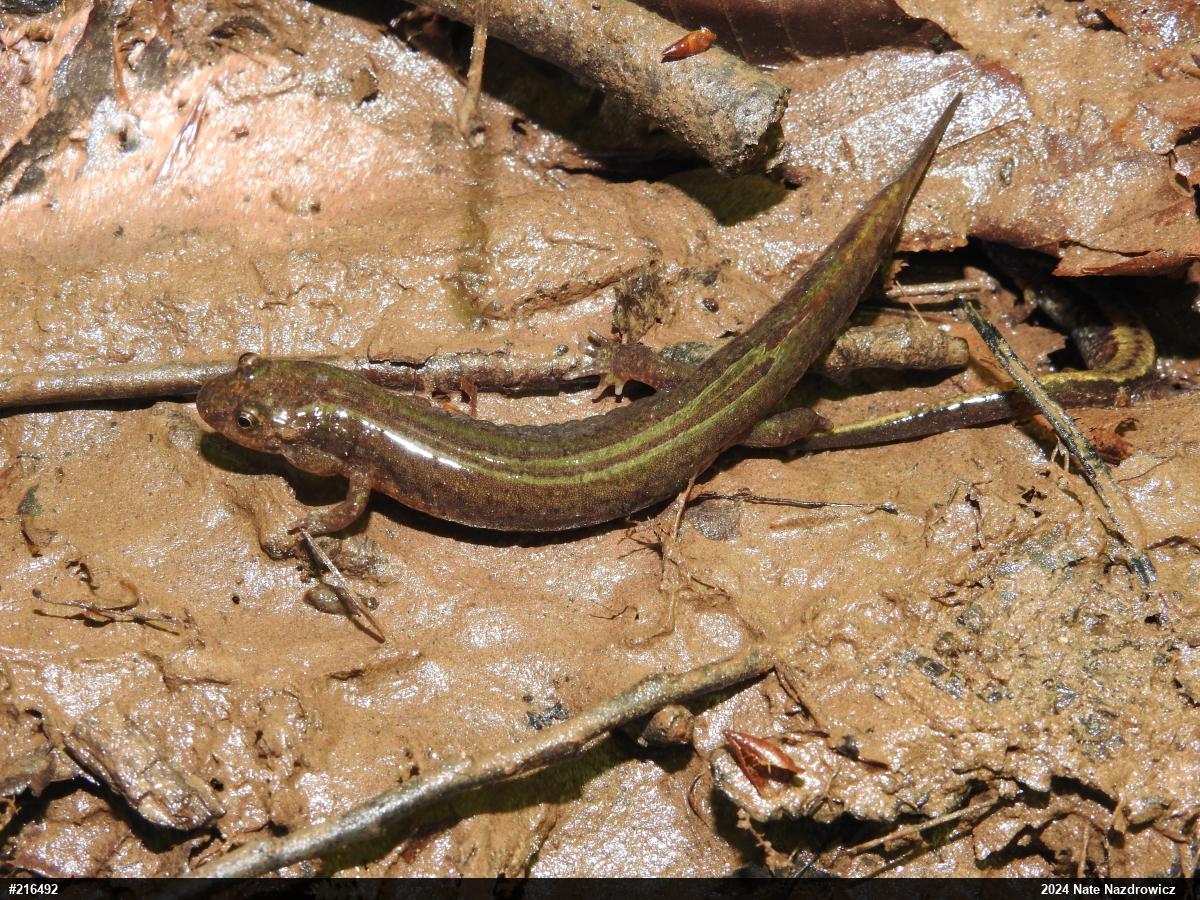 Northern Dusky Salamander