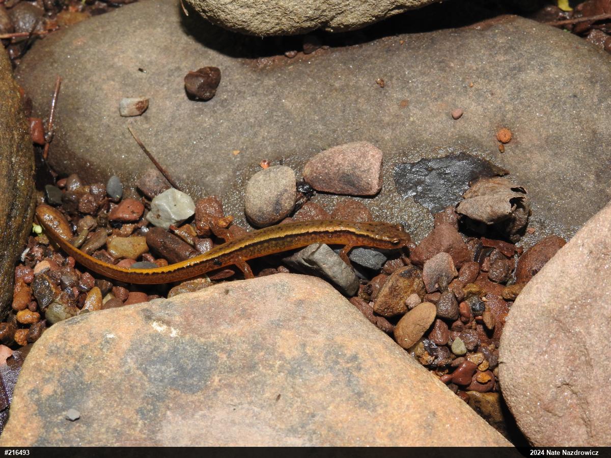 Northern Two-lined Salamander