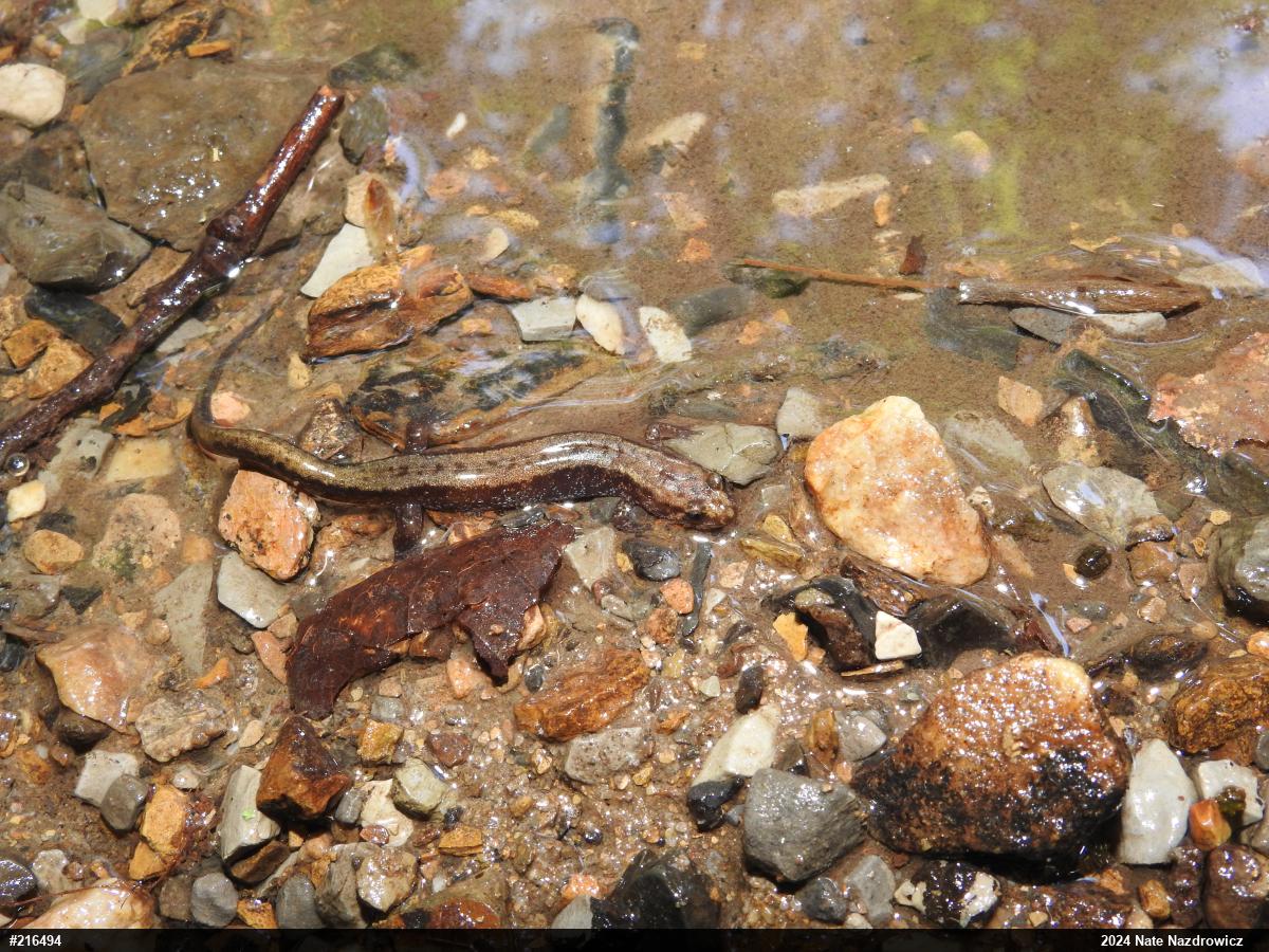 Allegheny Mountain Dusky Salamander