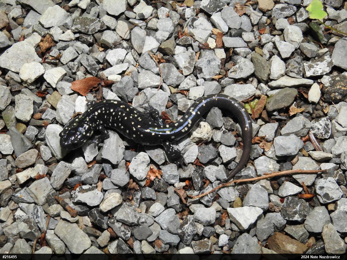 Northern Slimy Salamander