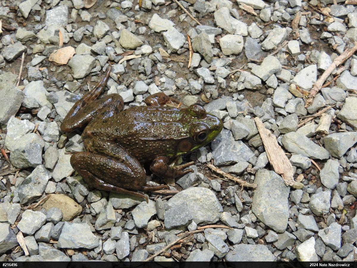 Green Frog