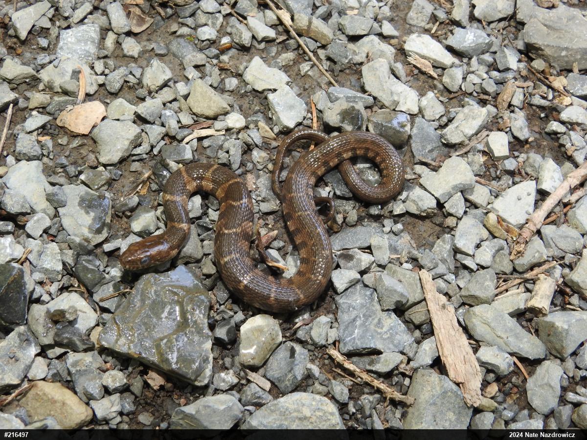 Northern Watersnake